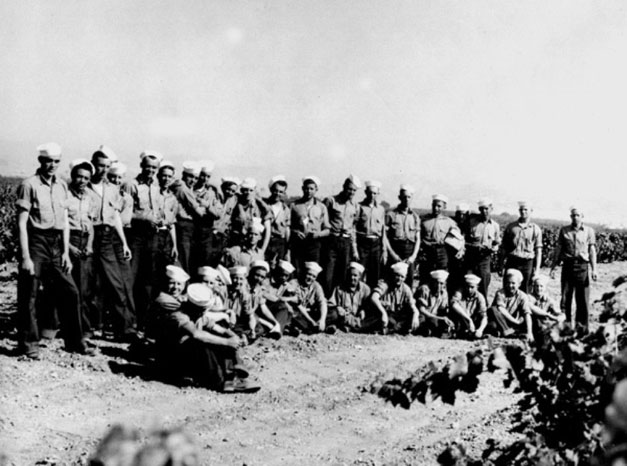Locally stationed servicemen work Concannon’s harvest during the WWII labor shortage