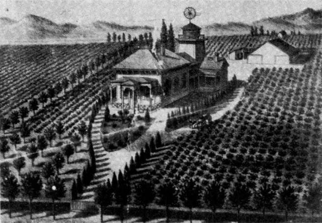 Early sketch of the Concannon estate, featuring the Bordeaux vines, family home and winery facility.