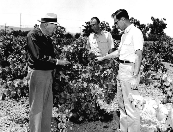 Jim (center) discussing the Petite Sirah, grown at Concannon | 1958