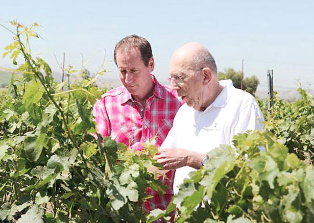 The roots of California cab lie in Livermore