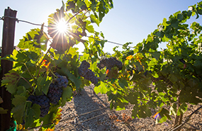 Vineyard image