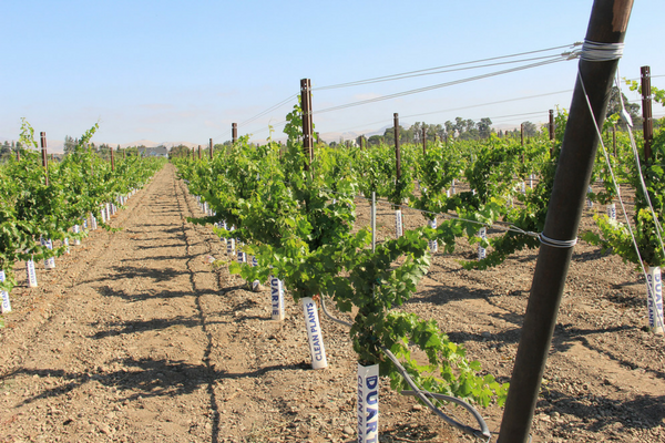Concannon Vineyard, a sustainable winery