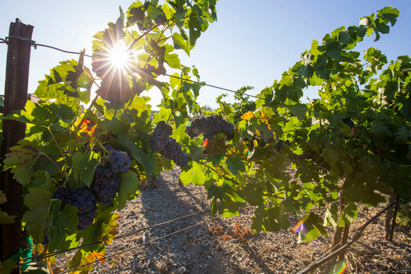 Cabernet Sauvignon grape vines at Concannon Vineyard in Livermore California