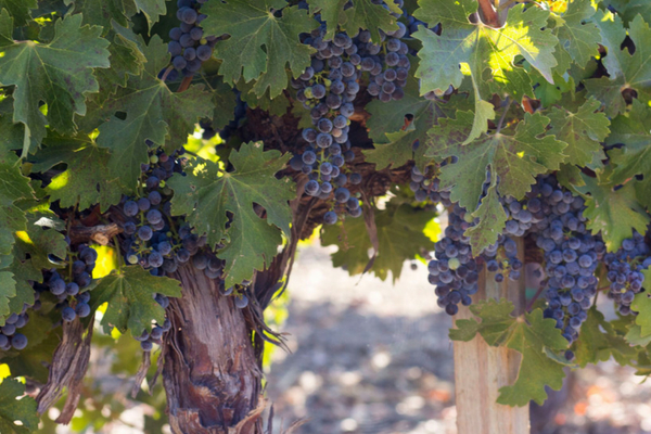 Cabernet Sauvignon grapes on a vine