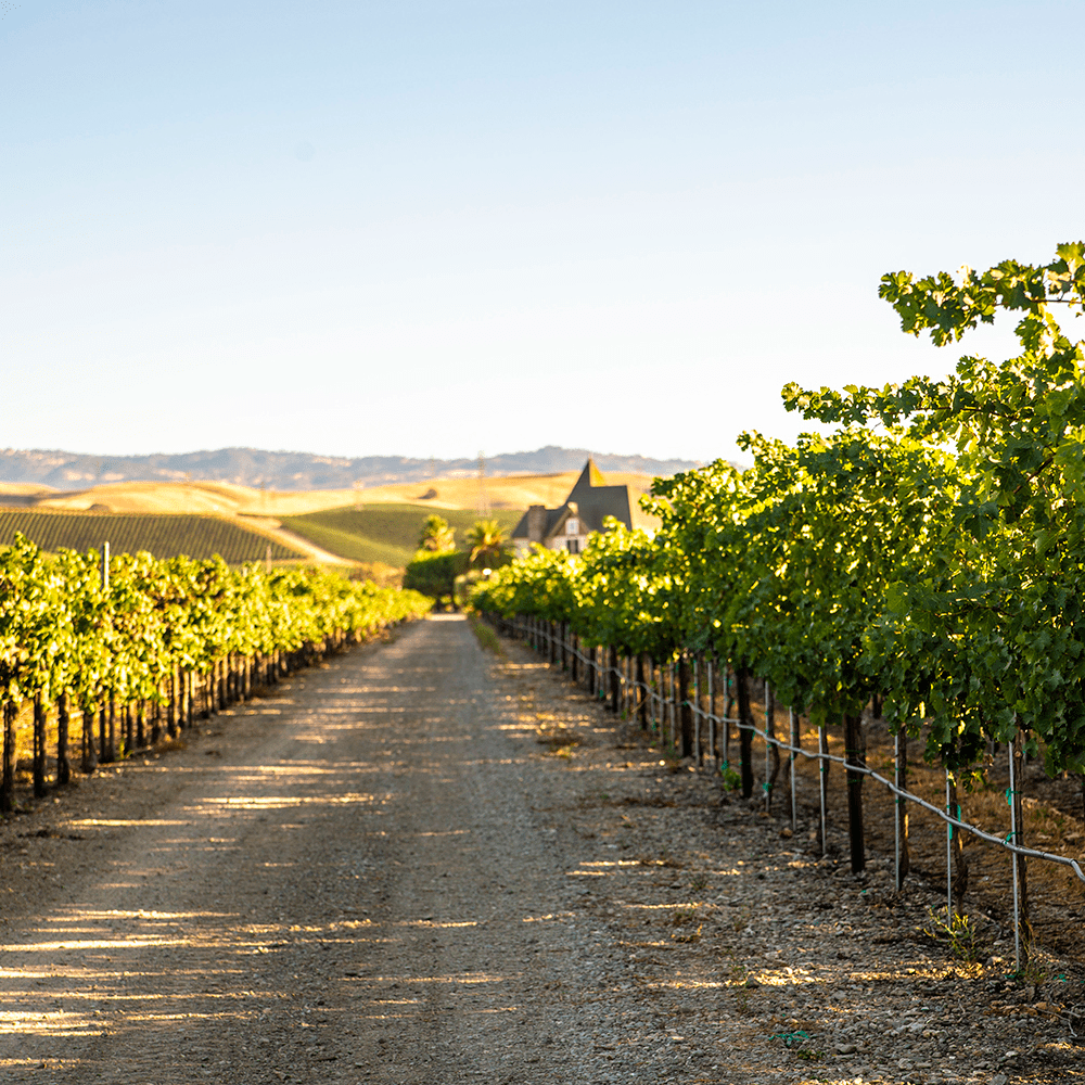 Breakfast in the Vineyards