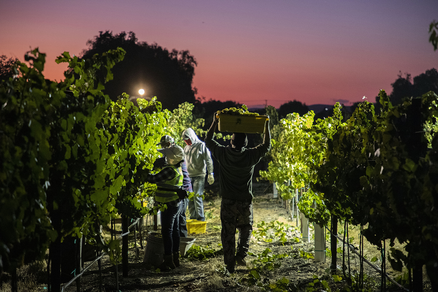 Harvest 2019