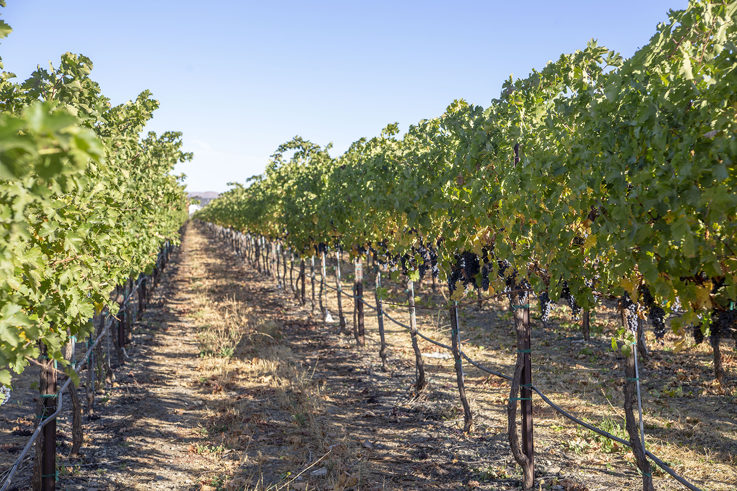 Concannon Vineyard
