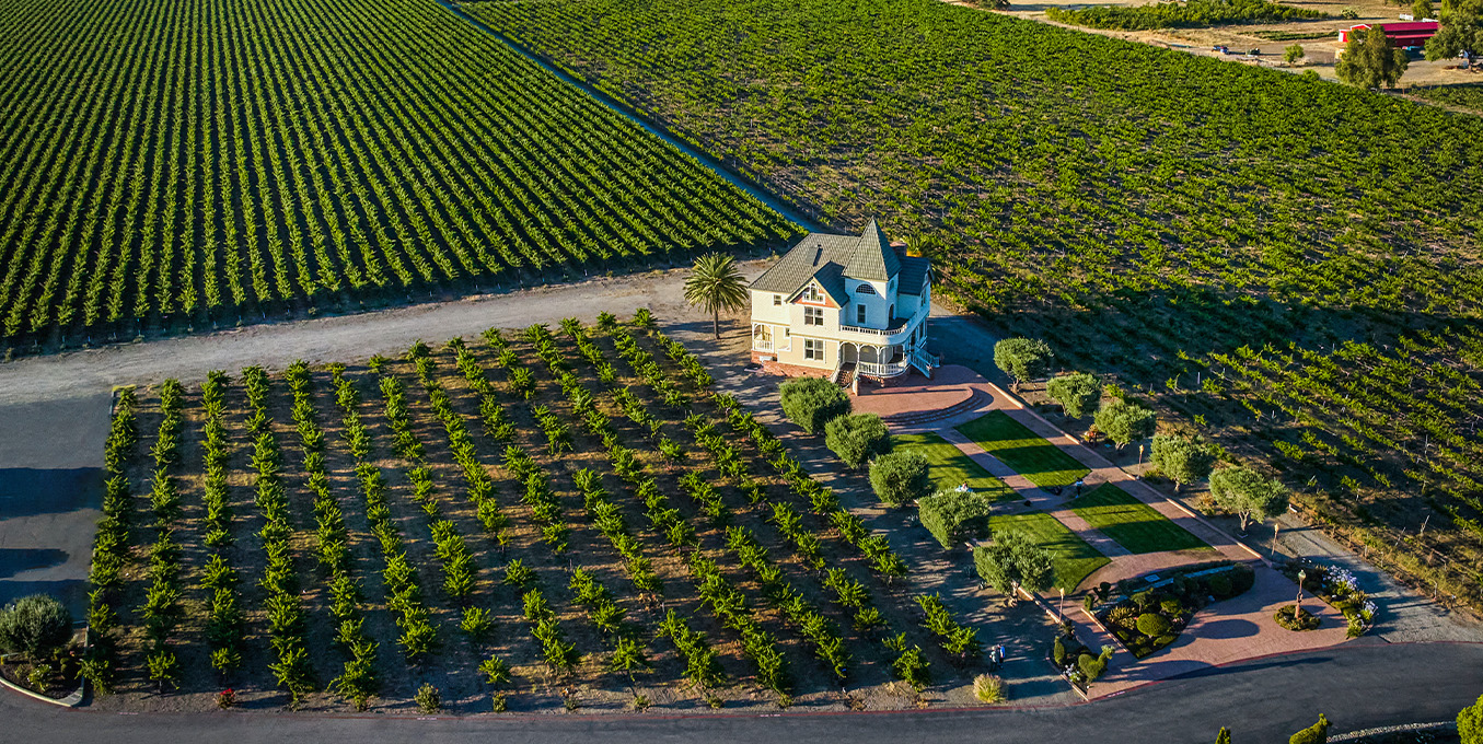 Mother-Vine-Aerial