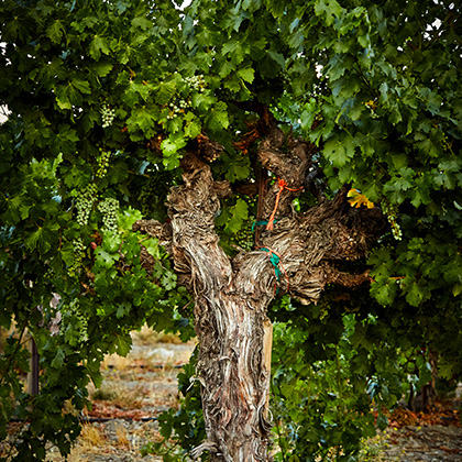 MV Vineyard